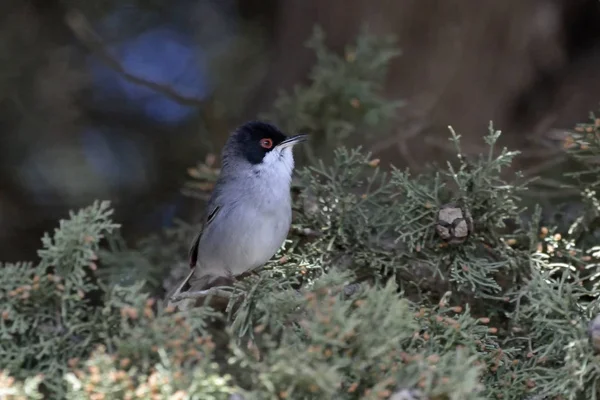 Sardunya bülbülü (Sylvia melanocephala), Girit