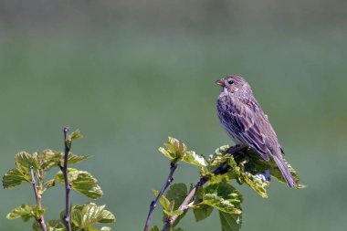 Corn Bunting - Miliaria Calandra, Girit, Yunanistan 