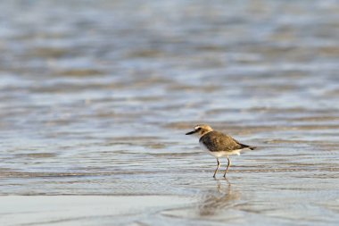 Akça cılıbıt (Charadrius alexandrinus), Yunanistan