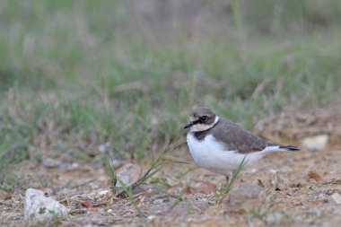 Charadrius sp. (en büyük olasılıkla hiaticula), Crete