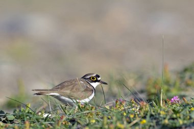 Küçük halkalı yağmurcunu (Charadrius dubius), Crete