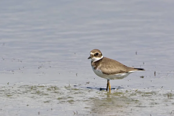 Amortecedor Anelado Comum Charadrius Hiaticula — Fotografia de Stock