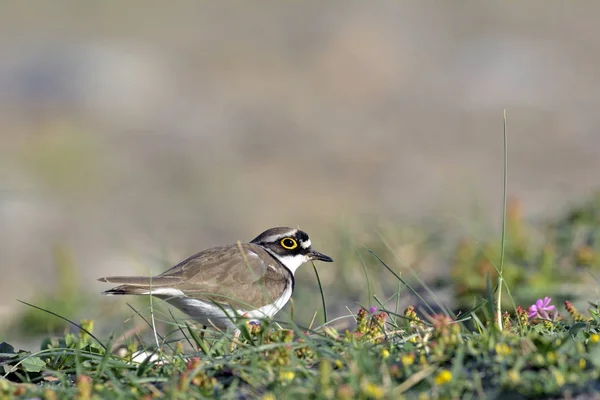 ハジロコチドリ Charadrius デゥビウス クレタ島 — ストック写真