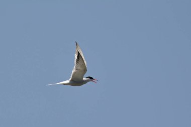 Ortak Tern (Sterna hirundo), Yunanistan