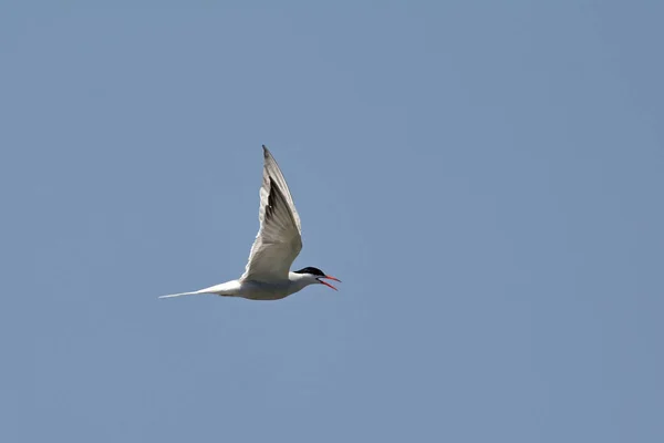 Common Tern Мбаппе Hirundo Греция — стоковое фото