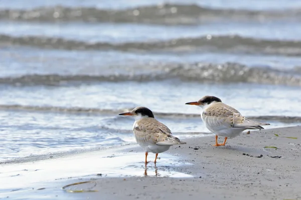 Juveniles Common Tern Sterna Hirundo Greece — Stock Photo, Image