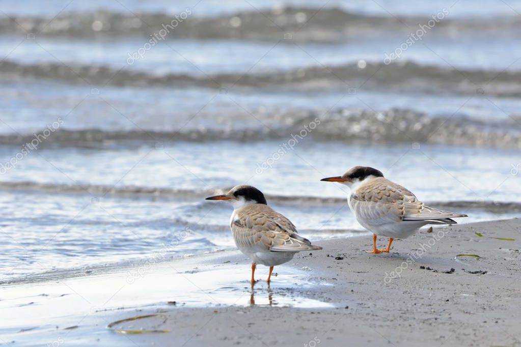 Juveniles Common Tern (Sterna hirundo), Greece