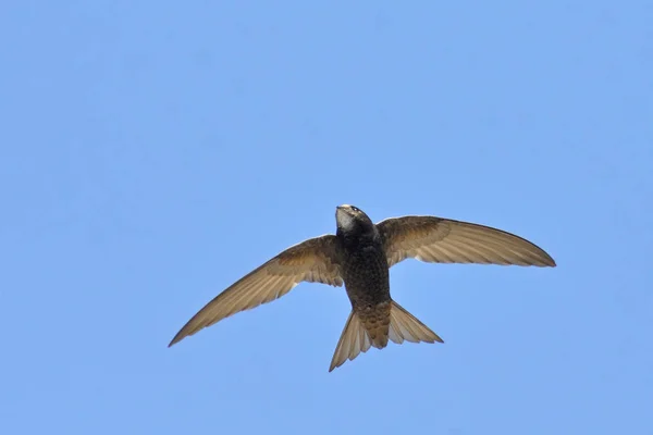 Apus Apus Common Swift Evropská Swift Swift Řecko — Stock fotografie