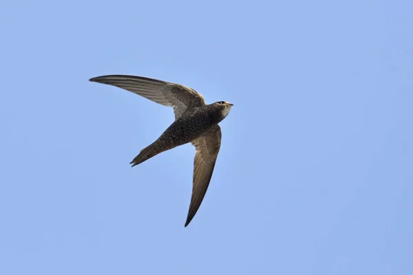 Apus apus (ortak Swift, Avrupa Swift, SWIFT), Yunanistan
