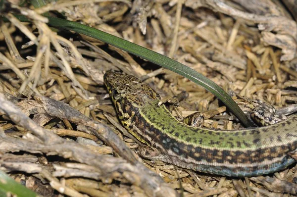 Ящерица Кретанской Стены Podarcis Cretensis Крит — стоковое фото