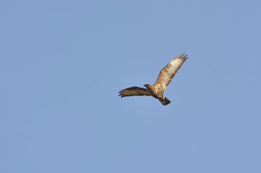Avrasya Şahini (Buteo buteo), Yunanistan