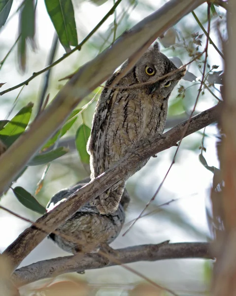 Eurázsiai Scops Owl Otus Scops Görögország — Stock Fotó