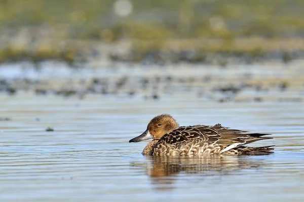 Pintail Northern Pintail Anas Acuta Κρήτη — Φωτογραφία Αρχείου