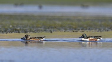 Shoveler - Anas clypeata, Crete