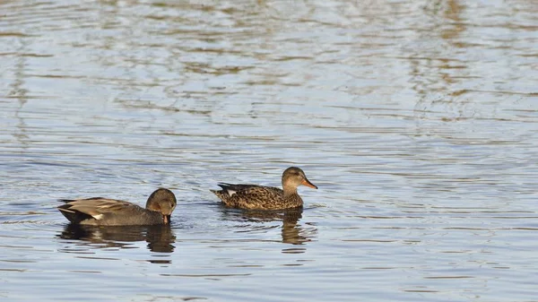 Gadwall Anas Stepera Crète — Photo