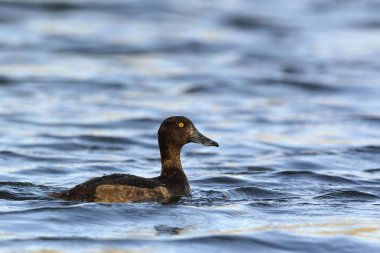 Tepeli ördek (Aythya fuligula), Yunanistan