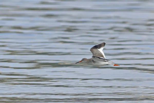 Tringa Totanus Redshank Comum Creta — Fotografia de Stock