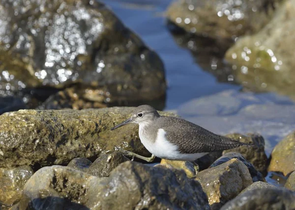 Bécasseau Commun Actitis Hypoleucos Crète Grèce — Photo