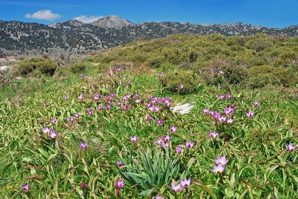 Bakers Tulip Tulipa Bakeri Uma Planta Endêmica Oeste Creta — Fotografia de Stock