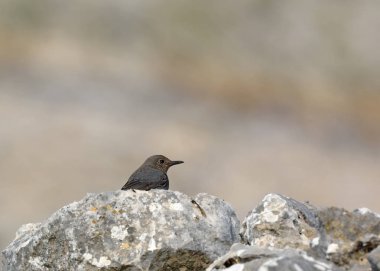 Mavi Kaya Ardıcı (Monticola solitarius), Yunanistan