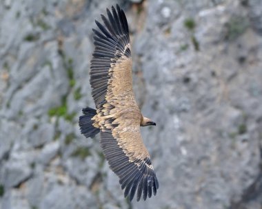 Griffon Vulture - Gyps fulvus, Girit