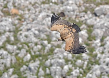 Griffon Vulture - Gyps fulvus, Girit