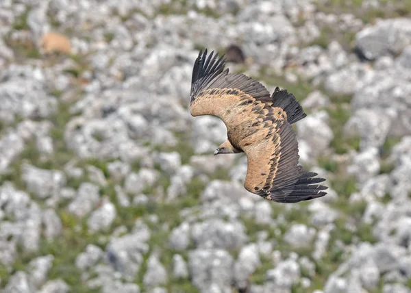 Griffon Vulture - Gyps fulvus, Girit