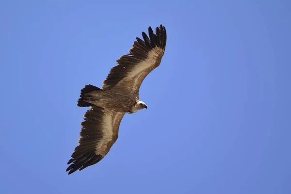 Griffon Abutre Gyps Fulvus Creta — Fotografia de Stock