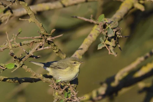 Willow Warbler Phylloscopus Trochilus Ελλάδα — Φωτογραφία Αρχείου