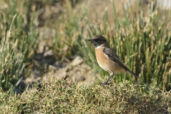 Ein Schwarzkehlchen Saxicola Rubicola Beton — Stockfoto