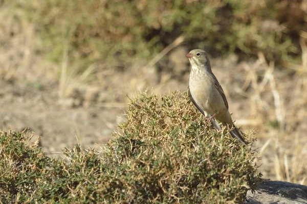 Ortolan Bunting Emberiza Hortulana Crete — Stock Photo, Image