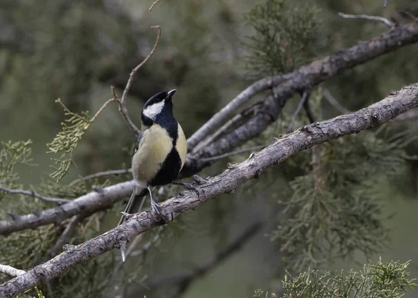 Great Tit (Parus major), Crete, Greece — Φωτογραφία Αρχείου