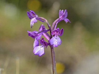 Borys orkide - üzümlü boryi, Crete