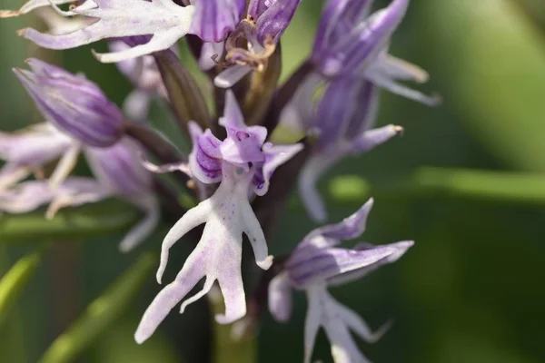 Çıplak Adam Orkidesi (Orchis italica), Yunanistan