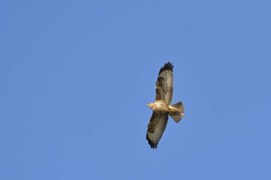 Avrasya Şahini (Buteo buteo), Yunanistan