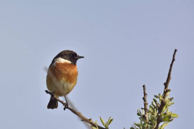 A Common Stonechat (Saxicola rubicola), Girit