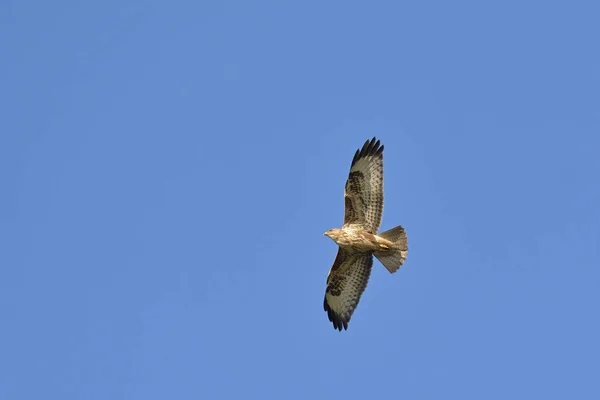 Eurasian Buzzard Buteo Buteo Greece — Stock Photo, Image