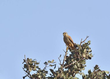 Kerkenez (Falco tinnunculus), Yunanistan