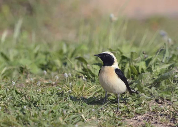 Ασπρόμαυρα Wheatear Oenanthe Melanolua Ελλάδα — Φωτογραφία Αρχείου