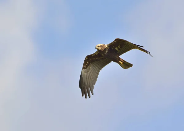 Marsh Harrier Circus Aeroginosus Creta — Fotografia de Stock