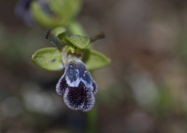 Ophrys fleischmannii, Girit, Yunanistan