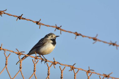 Beyaz kuyruk (Motacilla alba), Yunanistan