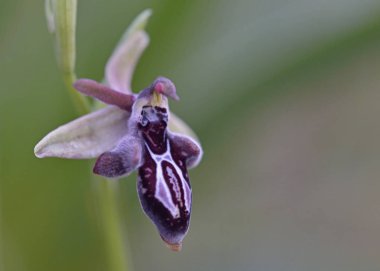 Ophrys ariadnae, Crete, Yunanistan