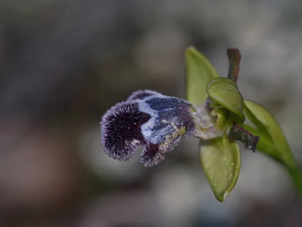 Ophrys cinereophila, Crete, Greece — Stock Photo, Image