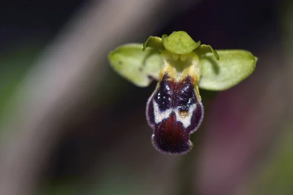 Ophrys cinereophila, Crete, Greece — Stock Photo, Image