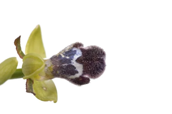 Ophrys fleischmannii, Girit, Yunanistan — Stok fotoğraf