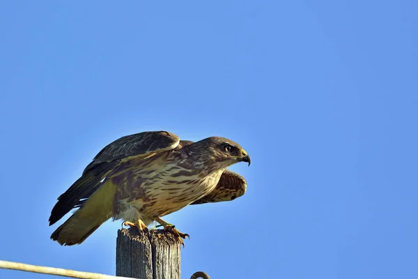 Eurasisk Buzzard (Buteo buteo), Grækenland - Stock-foto