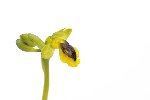 Ophrys phryganae (gruppo lutea), Creta — Foto Stock