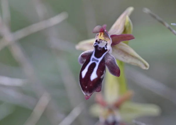 Ophrys ariadnae, Crete, Greece — Stock Photo, Image