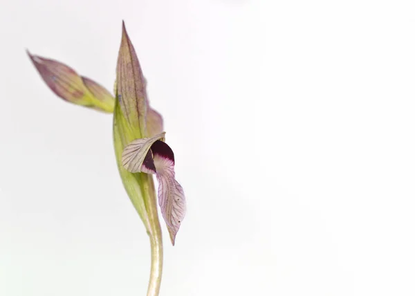 Serapias Sp. Orchid, Girit, Yunanistan — Stok fotoğraf